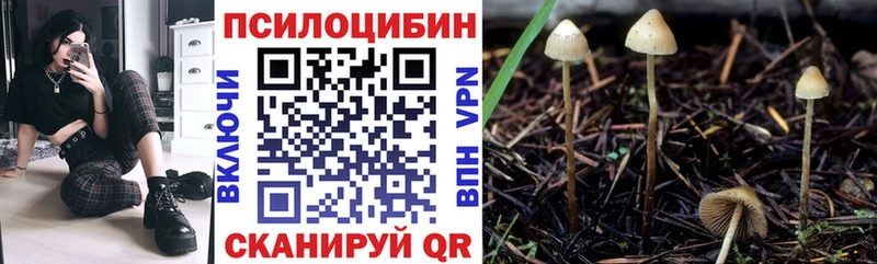 где можно купить наркотик  Сланцы  Псилоцибиновые грибы Psilocybe 